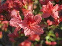 Himeji - Hiroshima - Besichtigung von Himeji - Koko-en Garten