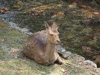 Hiroshima - Miyajima - Shika Hirsch