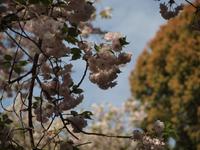 Kyoto - Ryonaji Tempel