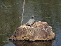 Kyoto - Ryonaji Tempel