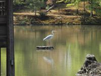 Kyoto - Goldener Pavillon - Kinkakuji Tempel
