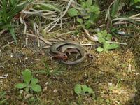 Kyoto - Heian Schrein