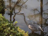 Kyoto - Heian Schrein