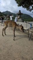193 – Insel Miyajima, Itsukushima-Schrein