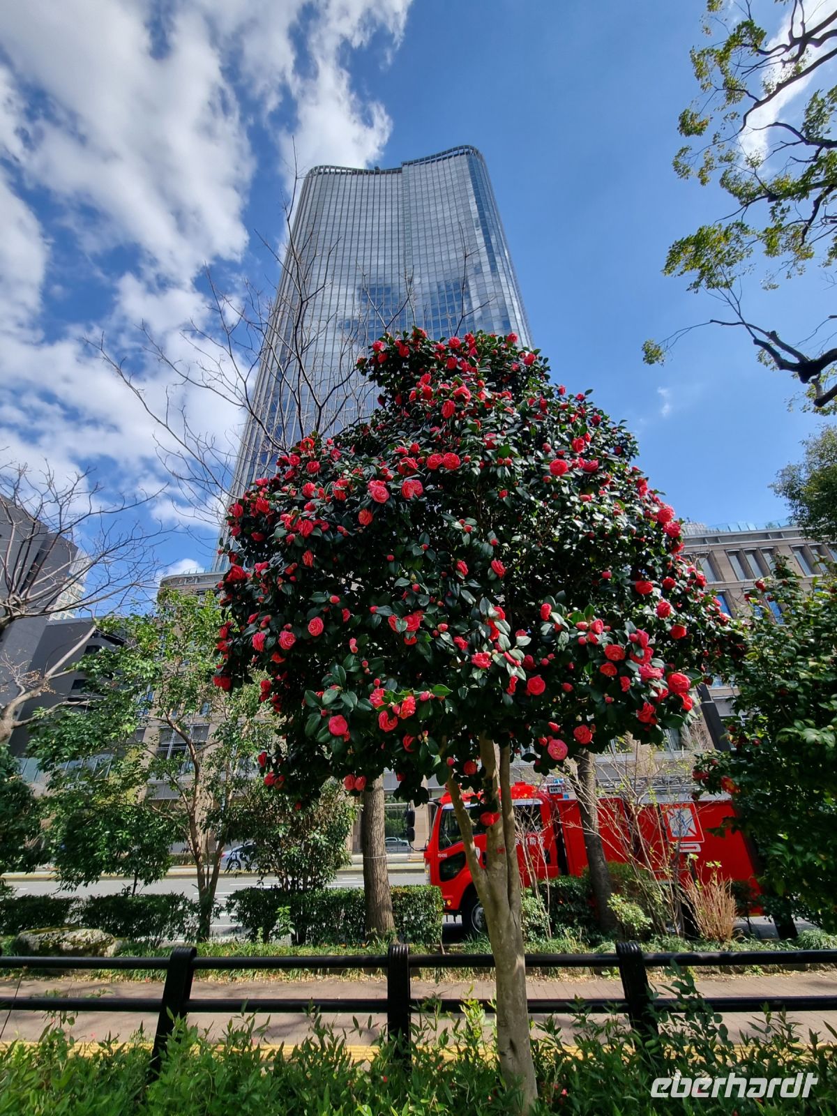 Tokio - Kamelienblüte...