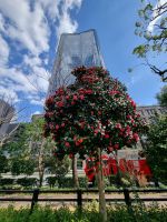 Tokio - Kamelienblüte...