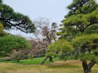 Tokio - Garten am Kaiserpalast 
