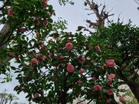 Tokio - Kamelienblüte im Asakusa-Viertel...