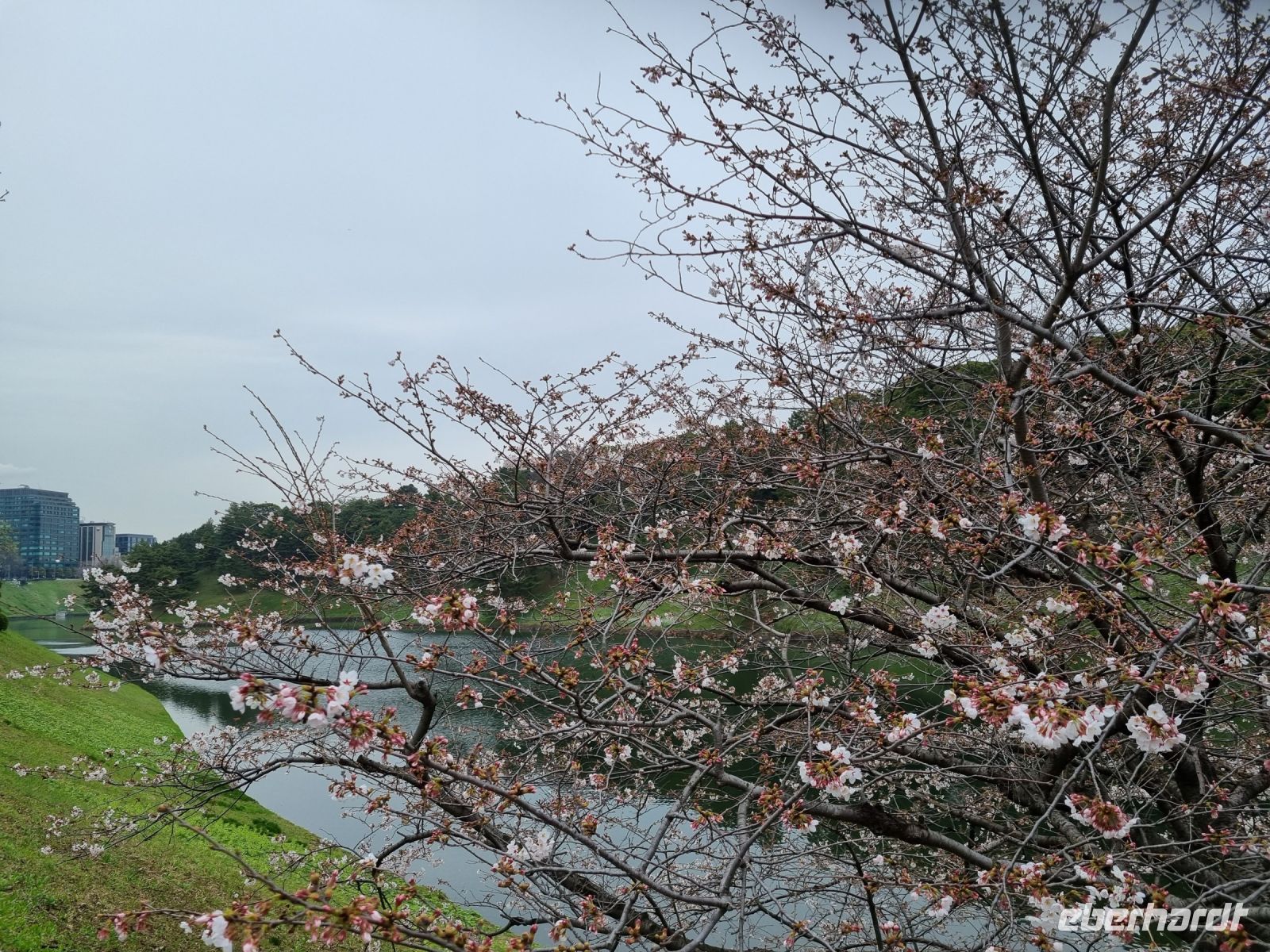 Tokio - Blütenpracht soweit das Auge reicht...