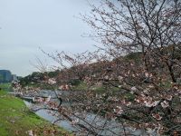 Tokio - Blütenpracht soweit das Auge reicht...