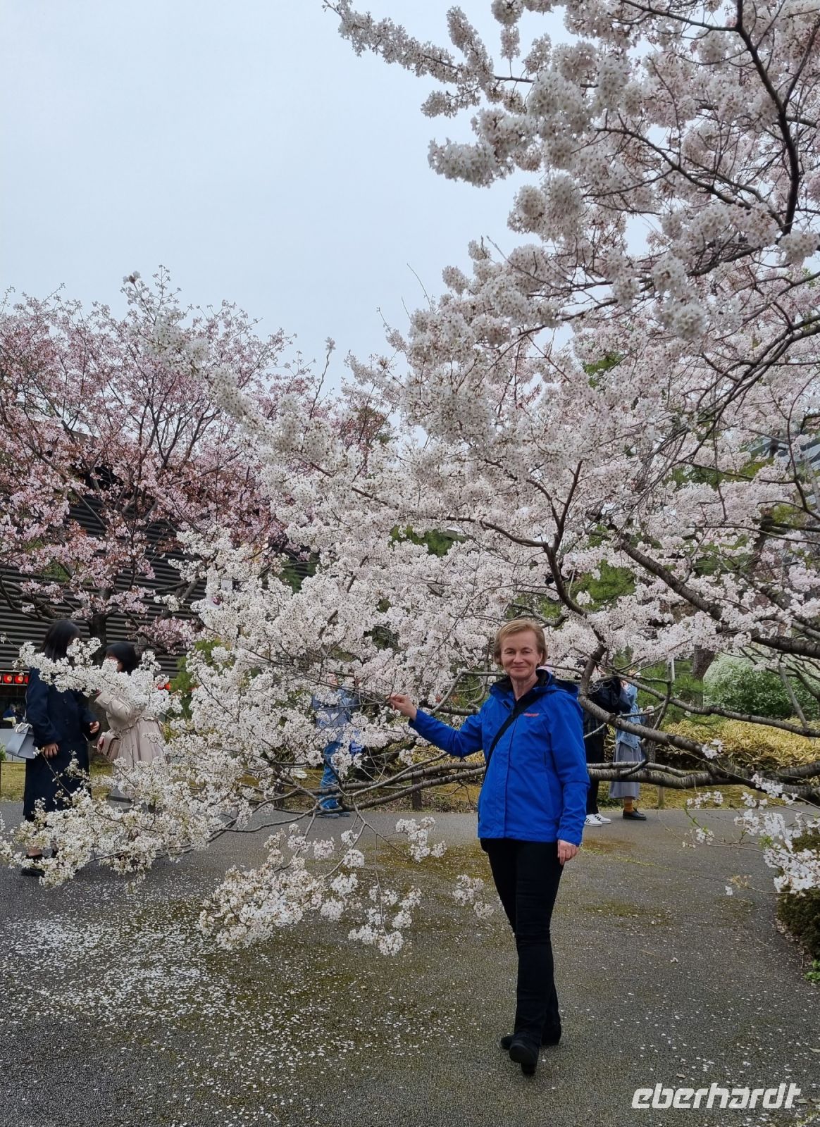 Tokio - Kirschblüte vor dem Nationaltheater