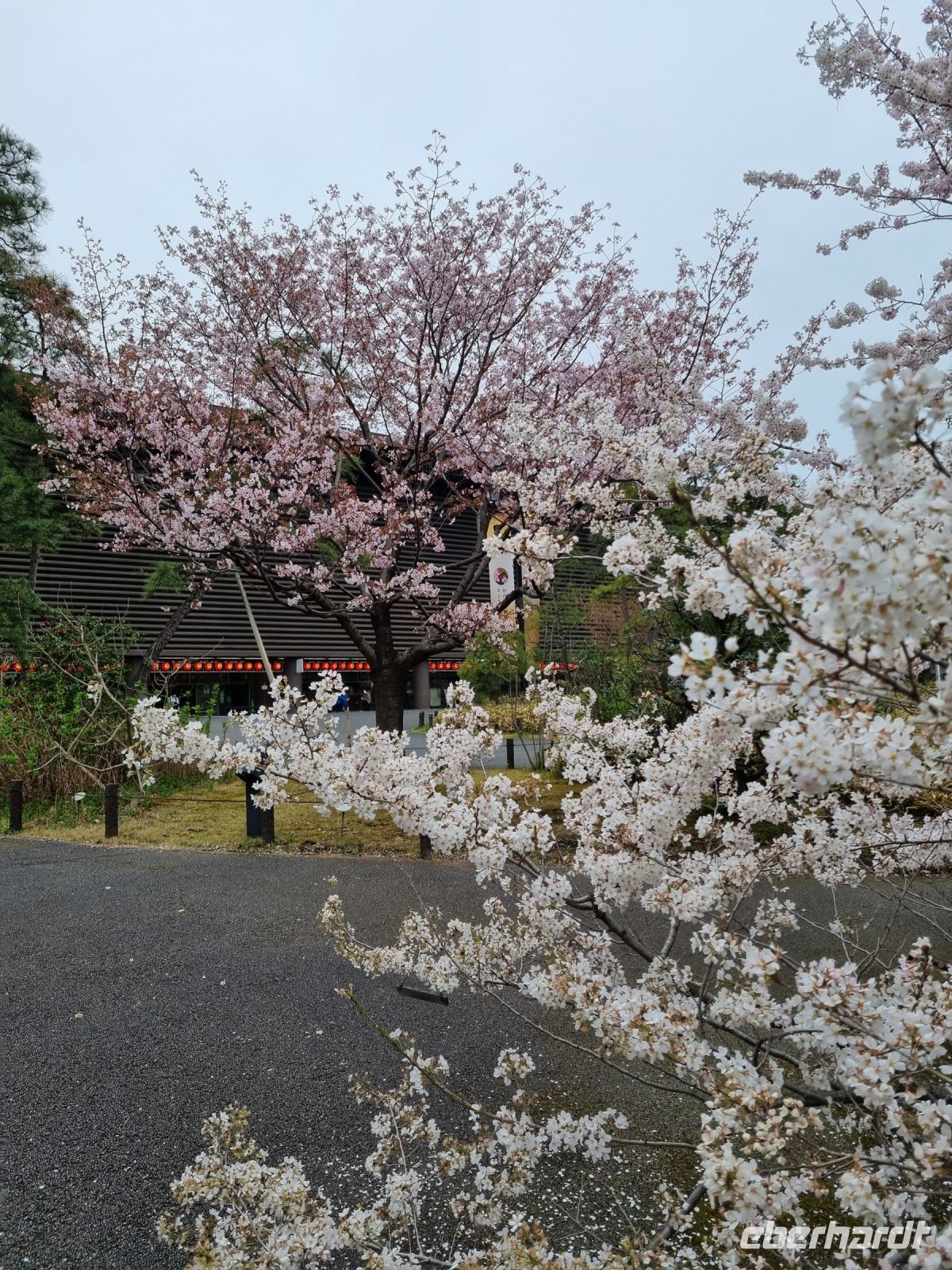 Tokio - Kirschblüte vor dem Nationaltheater