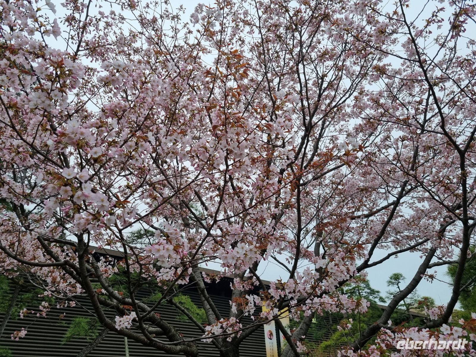Tokio - Kirschblüte vor dem Nationaltheater