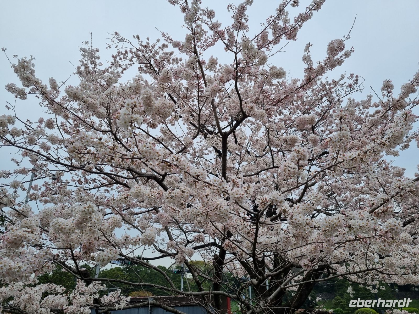 Tokio - Kirschblüte vor dem Nationaltheater