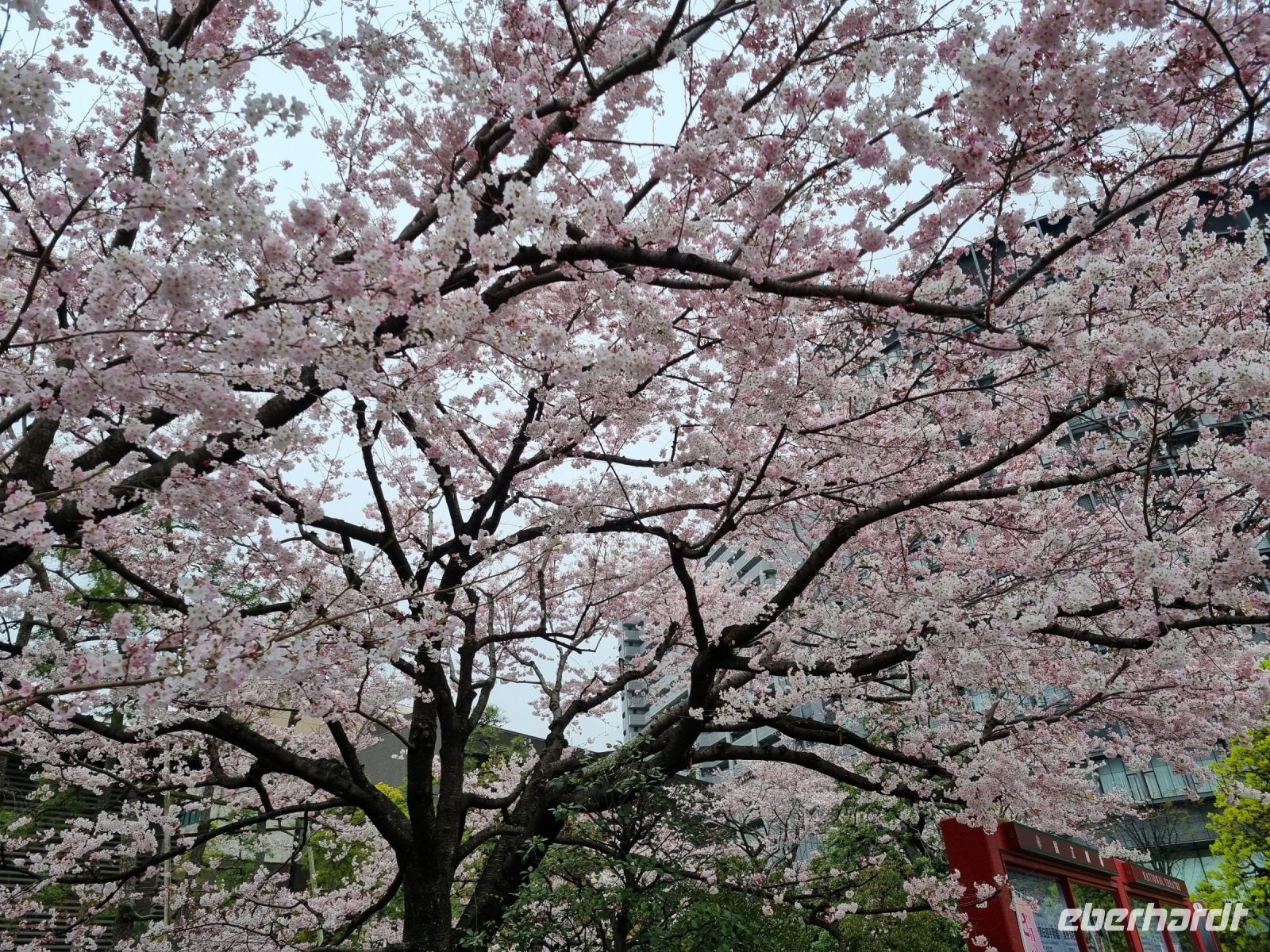 Tokio - Kirschblüte vor dem Nationaltheater