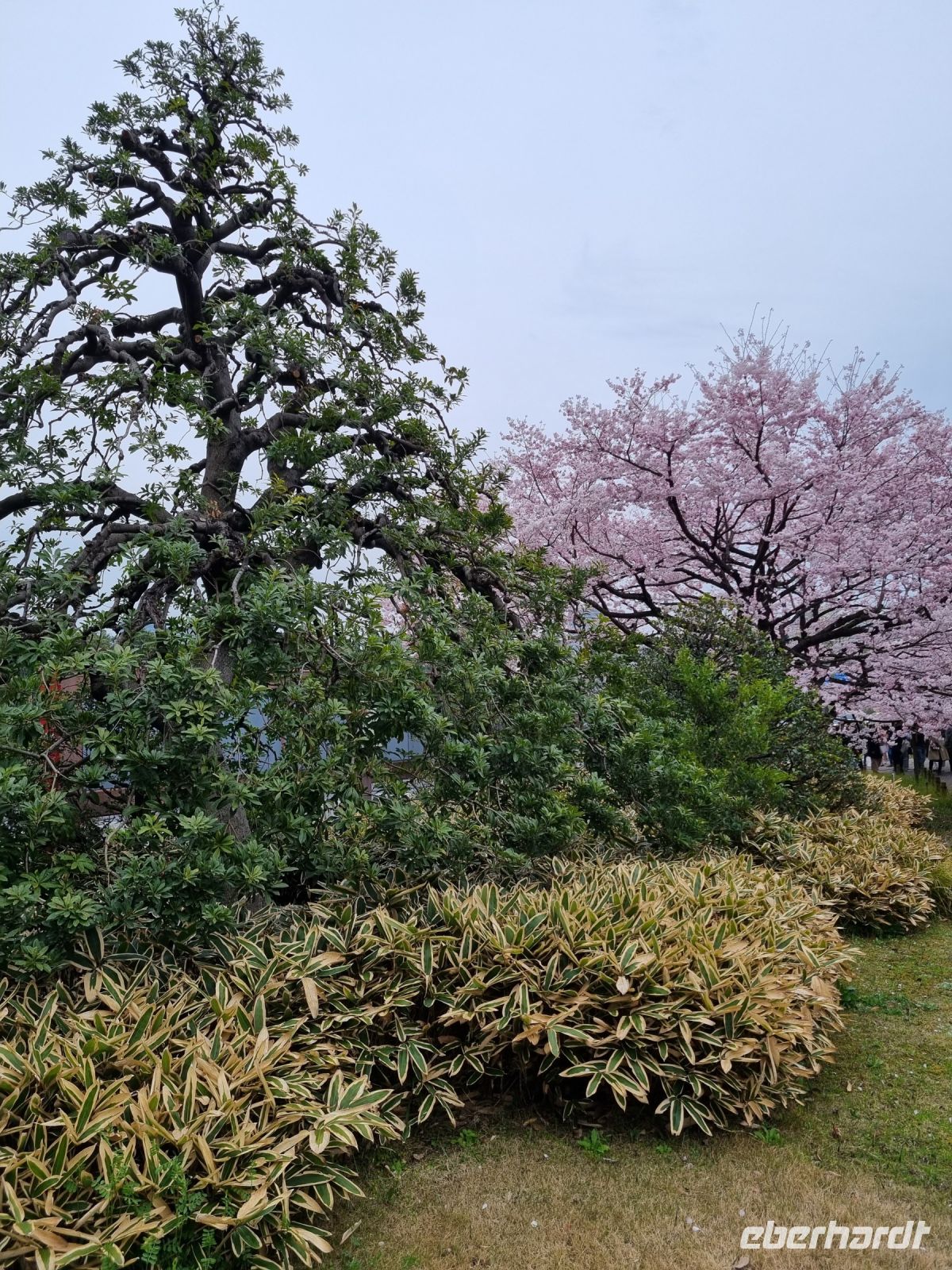 Tokio - Kirschblüte vor dem Nationaltheater