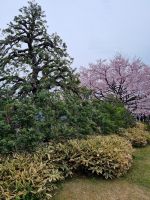 Tokio - Kirschblüte vor dem Nationaltheater