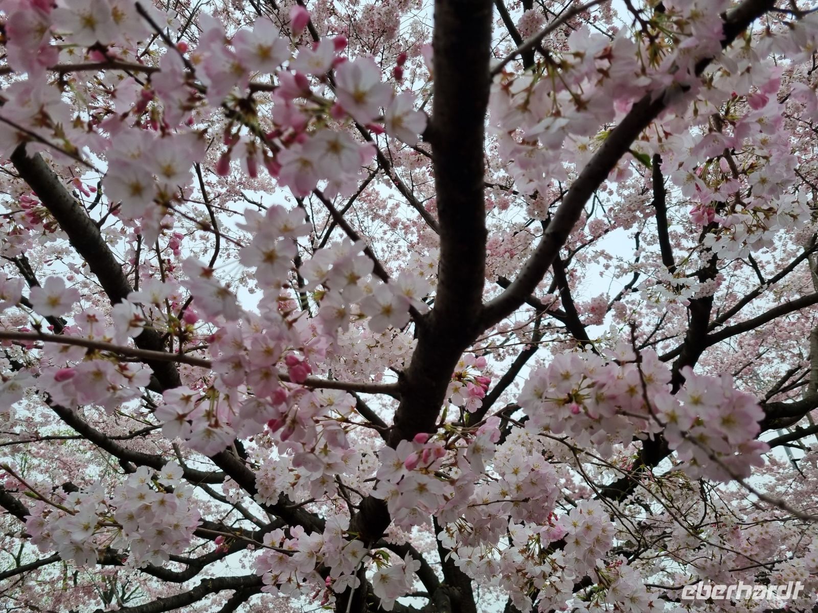 Tokio - Kirschblüte vor dem Nationaltheater