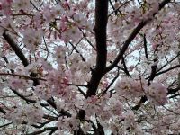 Tokio - Kirschblüte vor dem Nationaltheater