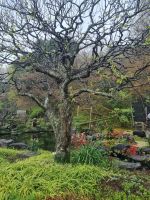 Kamakura - Parkanlage unterhalb des Hasedera-Tempels