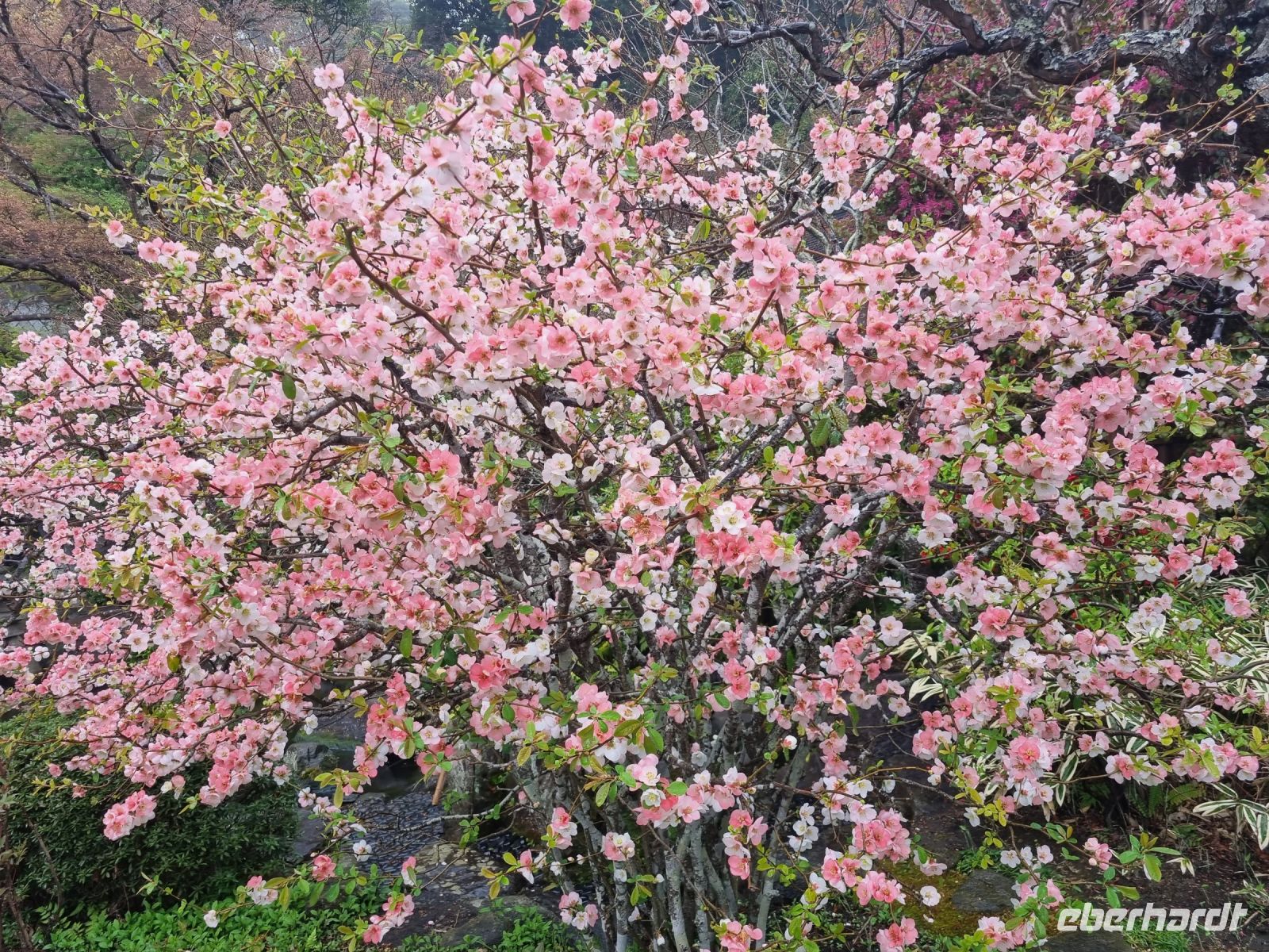 Kamakura - Parkanlage unterhalb des Hasedera-Tempels
