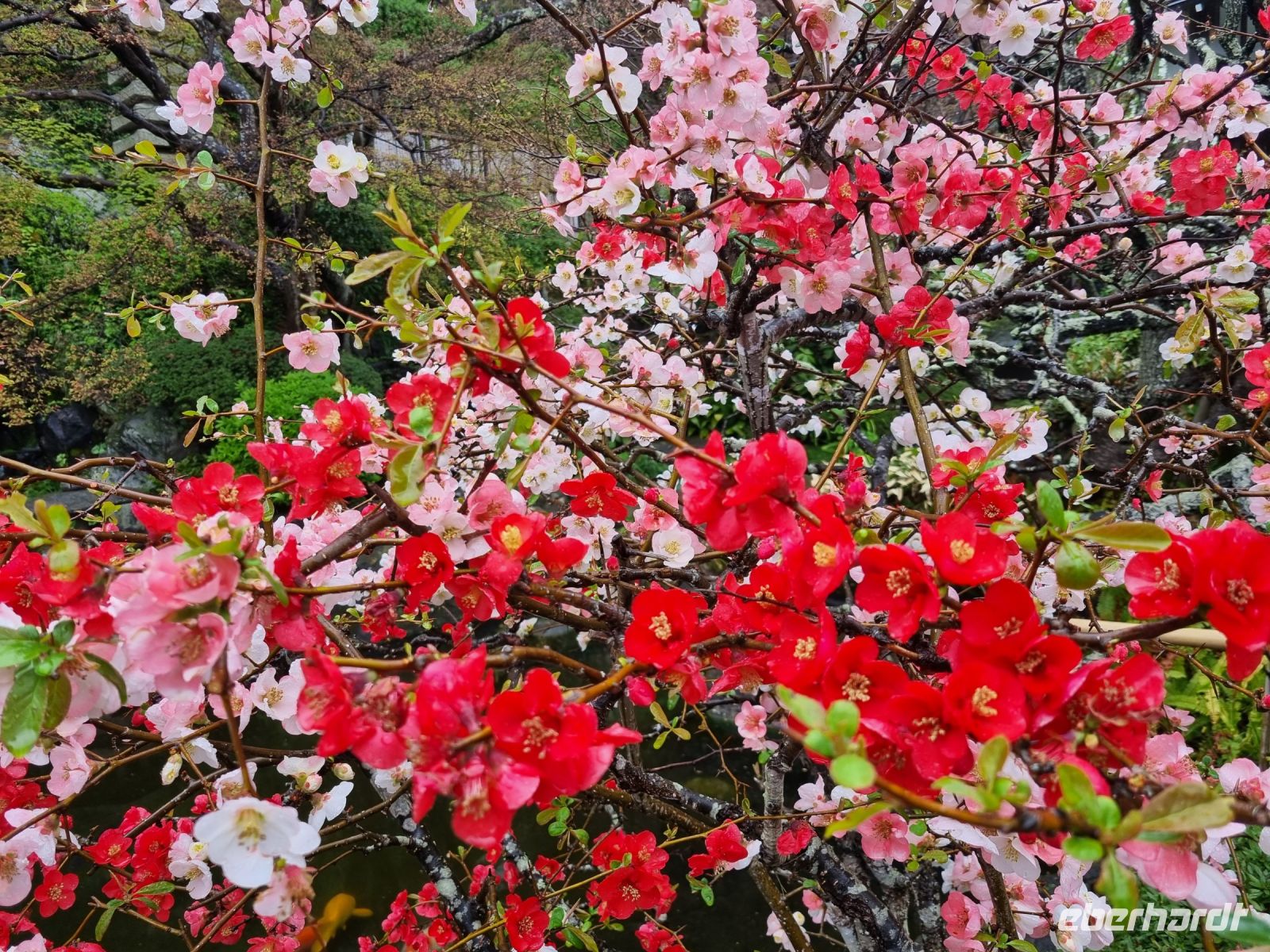 Kamakura - Parkanlage unterhalb des Hasedera-Tempels