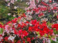 Kamakura - Parkanlage unterhalb des Hasedera-Tempels