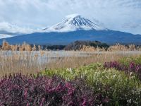 Kawaguchi-See - Oishi Park mit Blick auf Fujisan