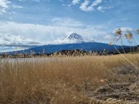 Kawaguchi-See - Oishi Park mit Blick auf Fujisan