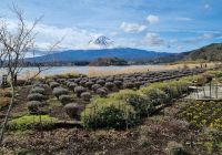 Kawaguchi-See - Oishi Park mit Blick auf Fujisan