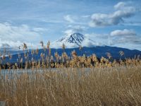 Kawaguchi-See - Oishi Park mit Blick auf Fujisan