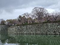 Burg Himeji - Kirschblüte 