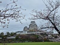 Burg Himeji - Kirschblüte 