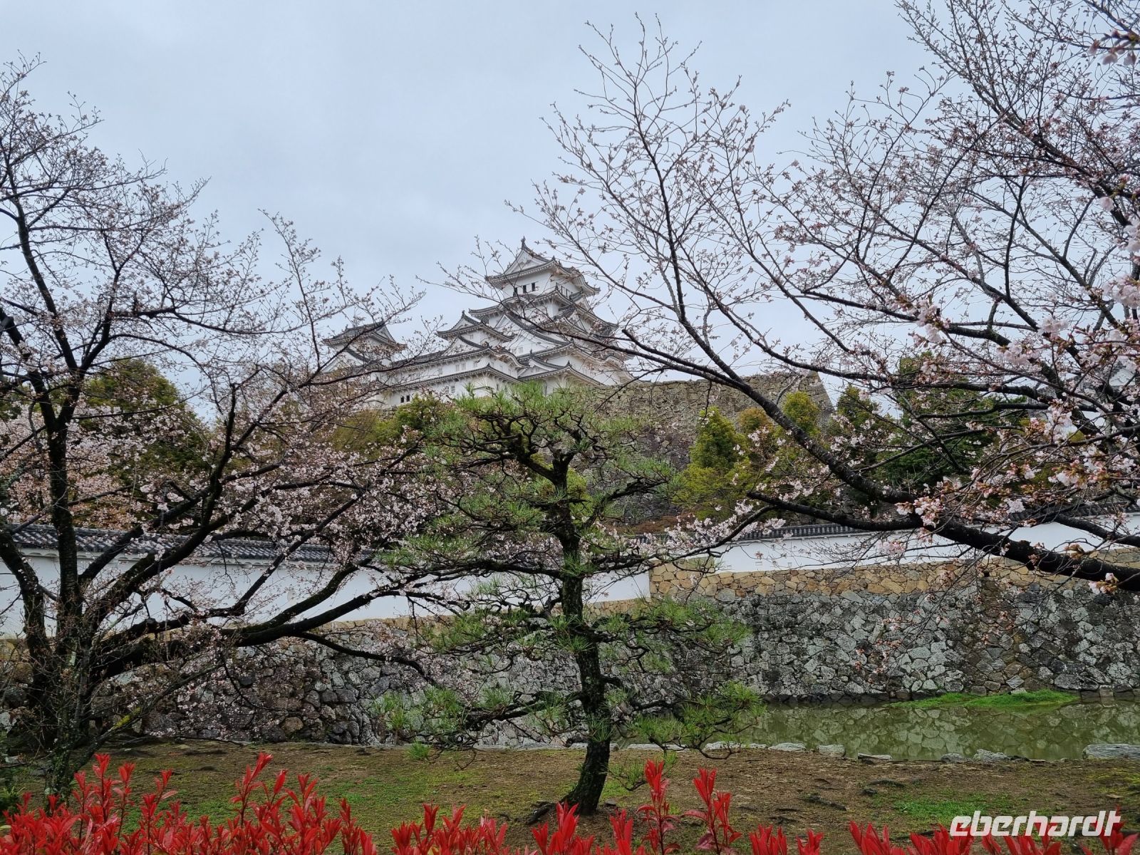 Burg Himeji - Kirschblüte 