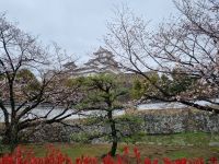 Burg Himeji - Kirschblüte 