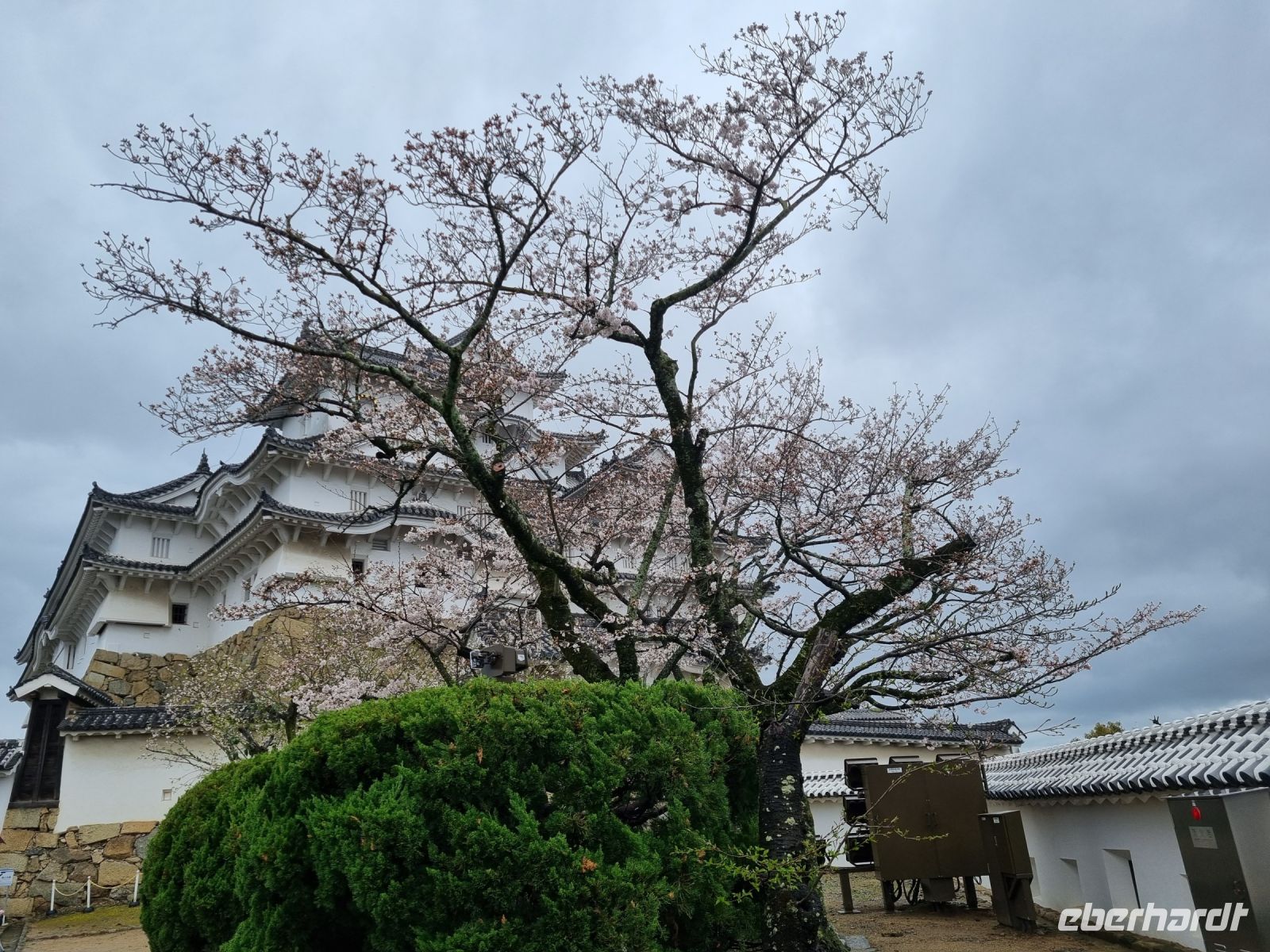 Burg Himeji - Kirschblüte 