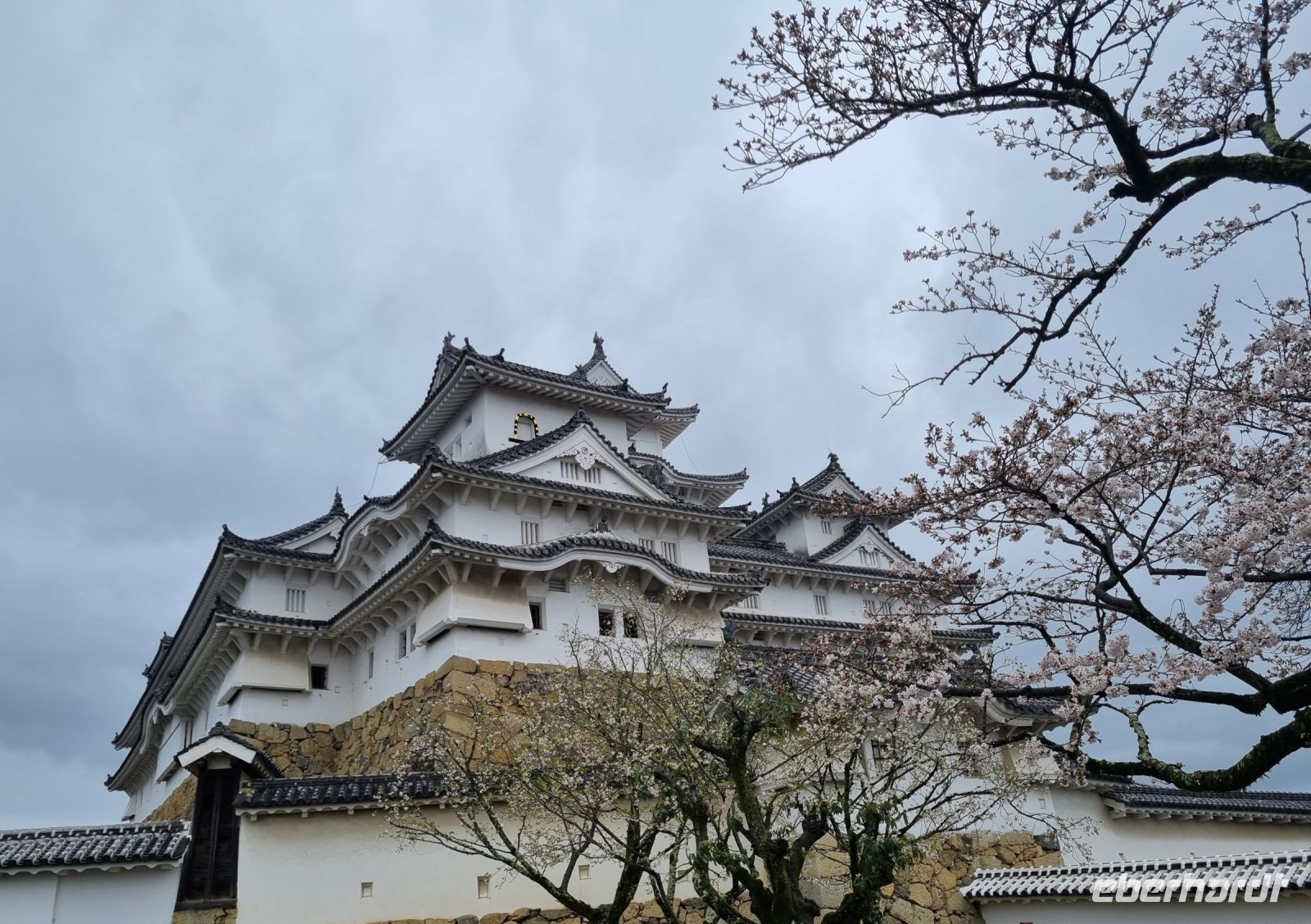Burg Himeji - Kirschblüte 