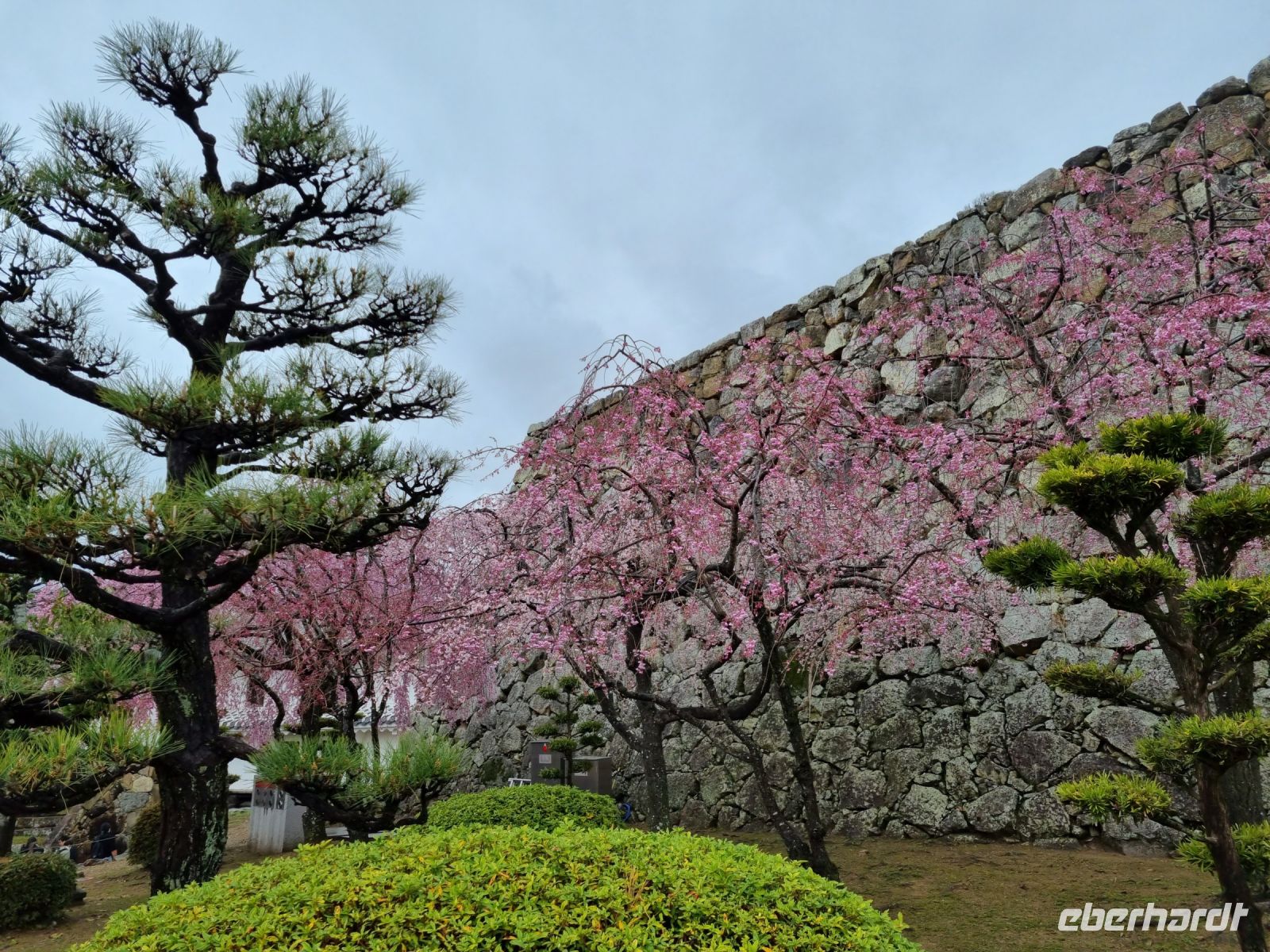 Burg Himeji - Kirschblüte 