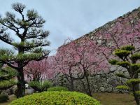 Burg Himeji - Kirschblüte 