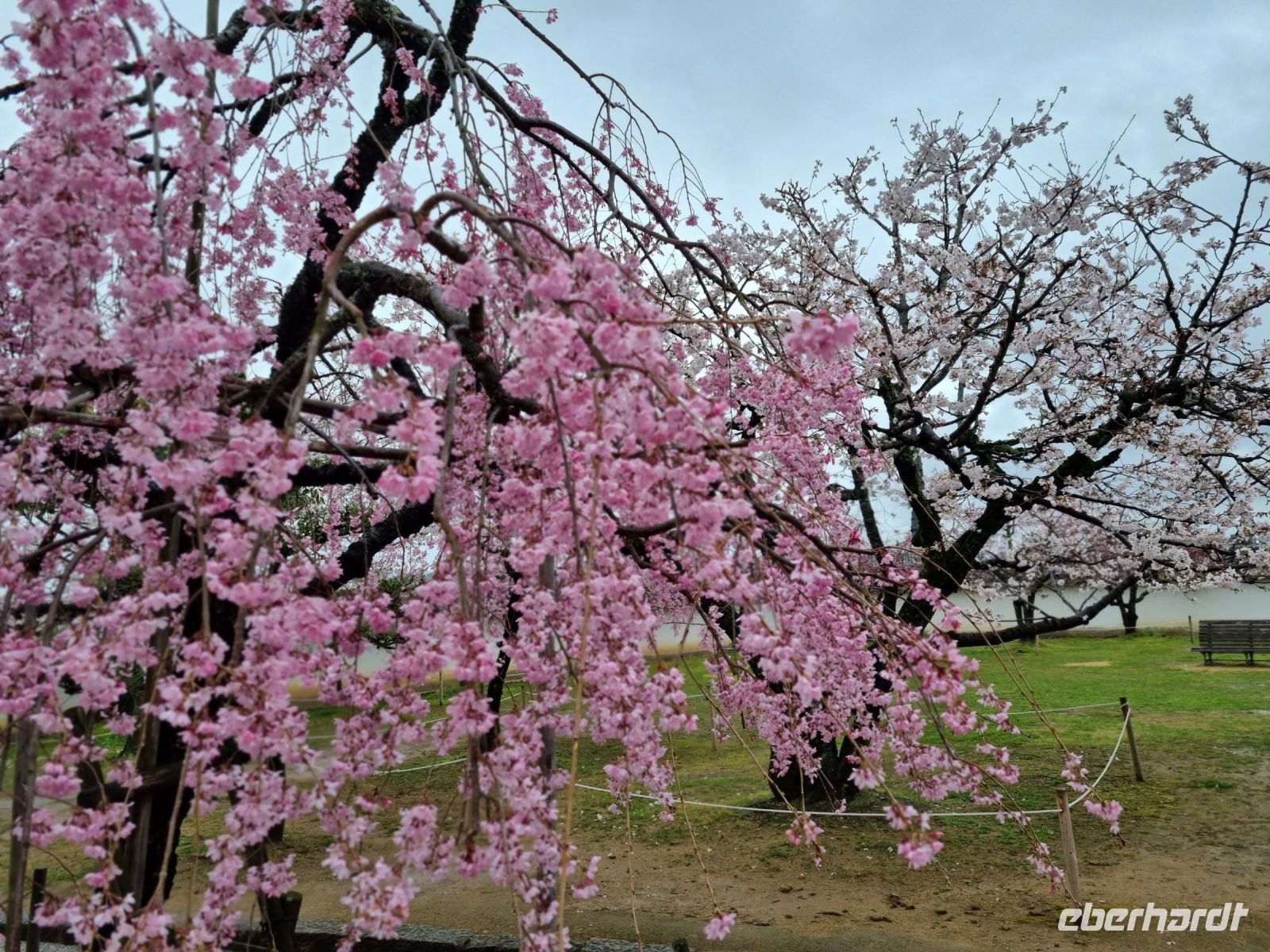 Burg Himeji - Kirschblüte 