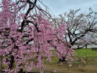 Burg Himeji - Kirschblüte 