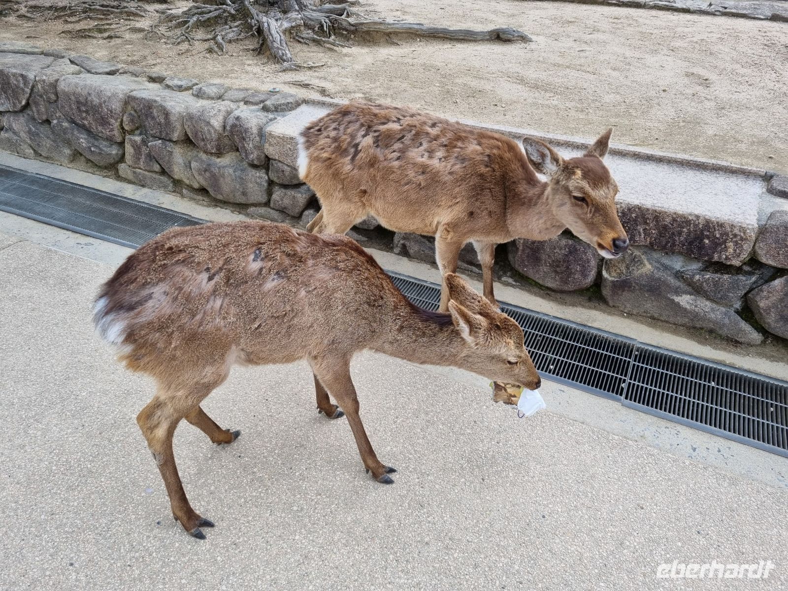 Insel Miyajima - Rehe...