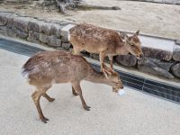 Insel Miyajima - Rehe...