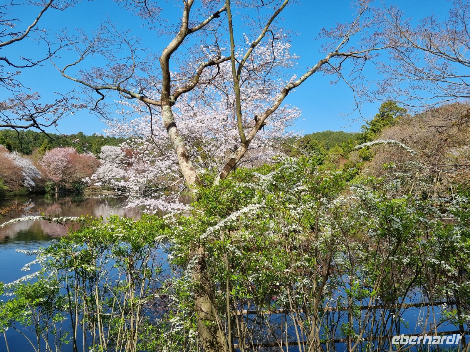 Kyoto - Garten des Ryoanji-Tempels