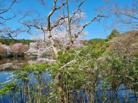 Kyoto - Garten des Ryoanji-Tempels