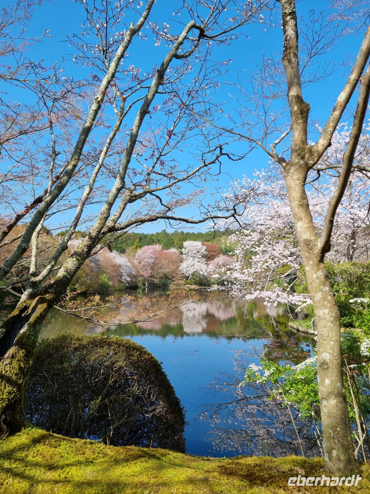 Kyoto - Garten des Ryoanji-Tempels