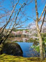 Kyoto - Garten des Ryoanji-Tempels
