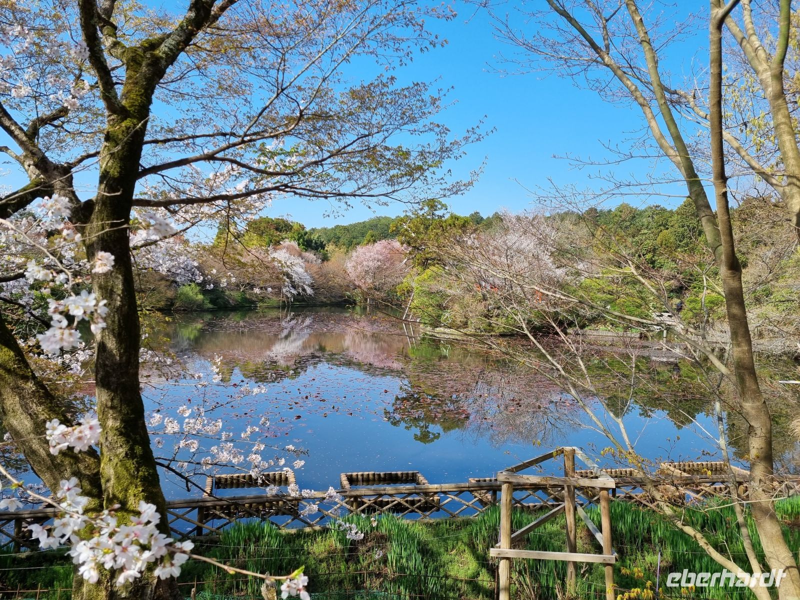 Kyoto - Garten des Ryoanji-Tempels