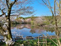 Kyoto - Garten des Ryoanji-Tempels