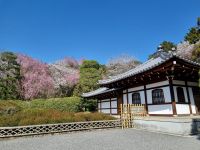 Kyoto - Garten des Ryoanji-Tempels
